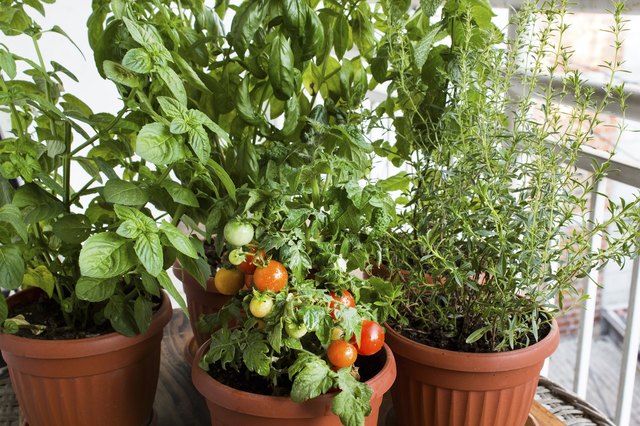 Grandpa's Garden