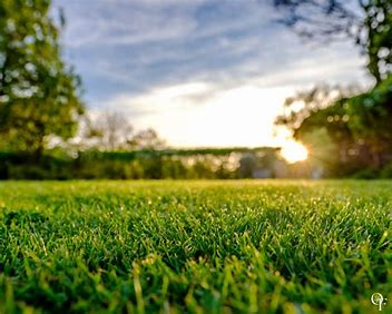 Fresh Cut Grass