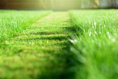 Fresh Cut Grass